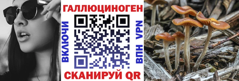 дарнет шоп  Абаза  Галлюциногенные грибы GOLDEN TEACHER 